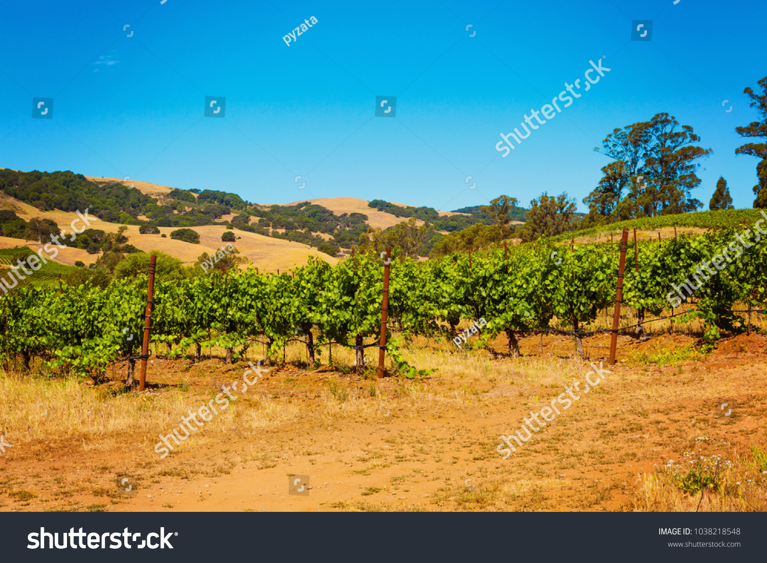 Californian vineyard landscape in Napa Valley in summertime