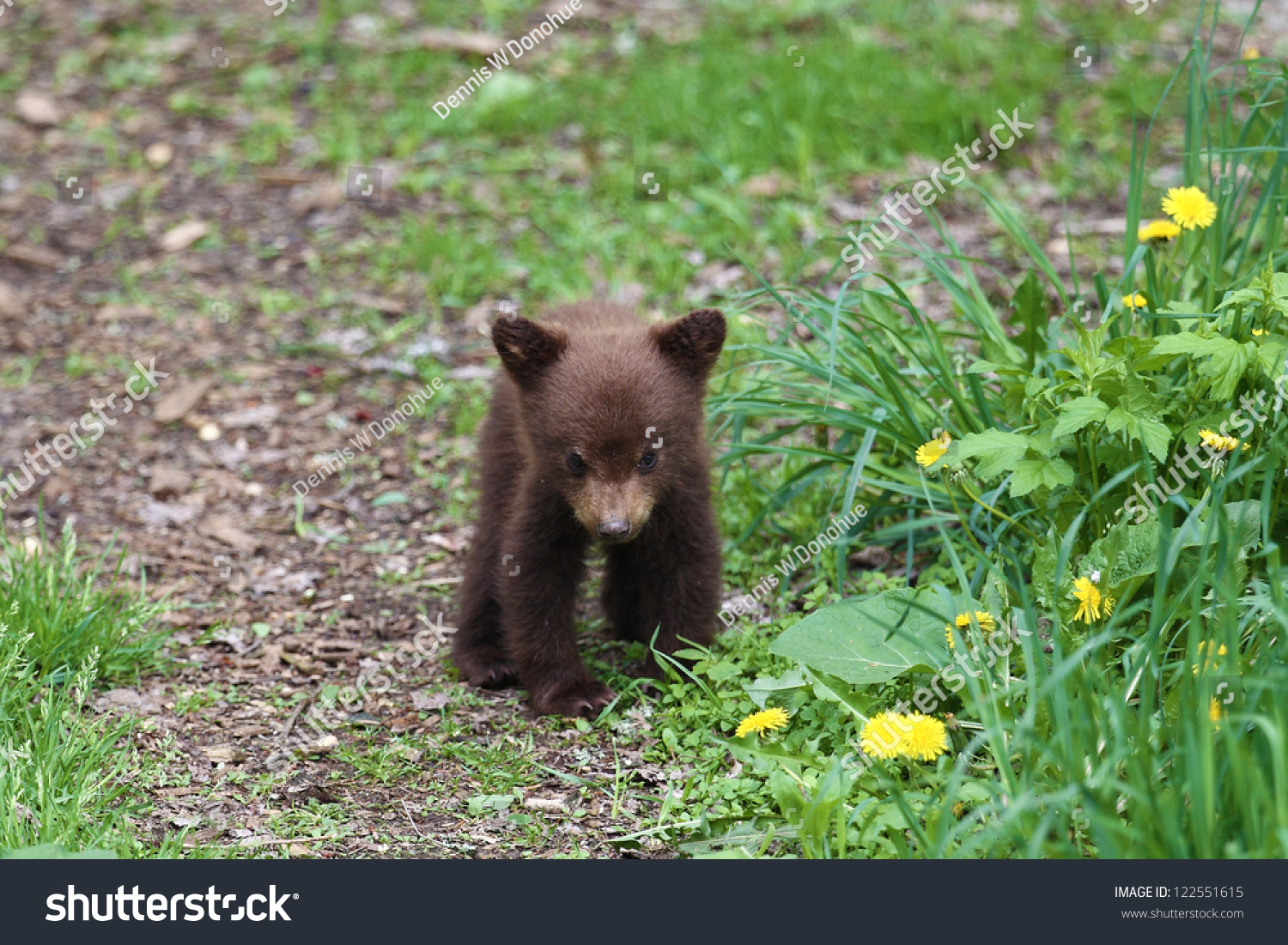 American Black Bear cub