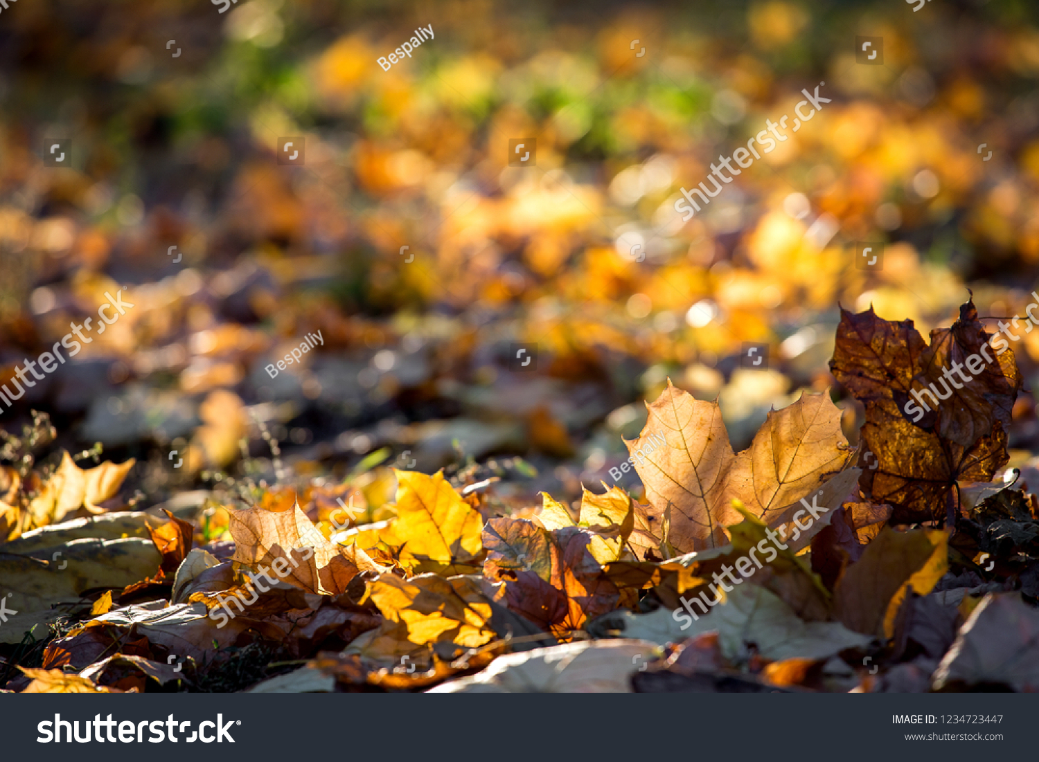 Yellow autumn leaves in the sunset rays of the evening sun sharpness on the leaves in the foreground behind the background in bokeh with space for text.