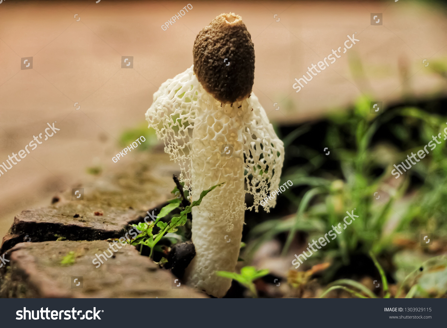 Reticulum or mushroom bamboo pulp Augustus mushroom (Dictyophora indusiata). There are many species. There are 4 species found in Thailand and can be eaten entirely. The remaining species are found