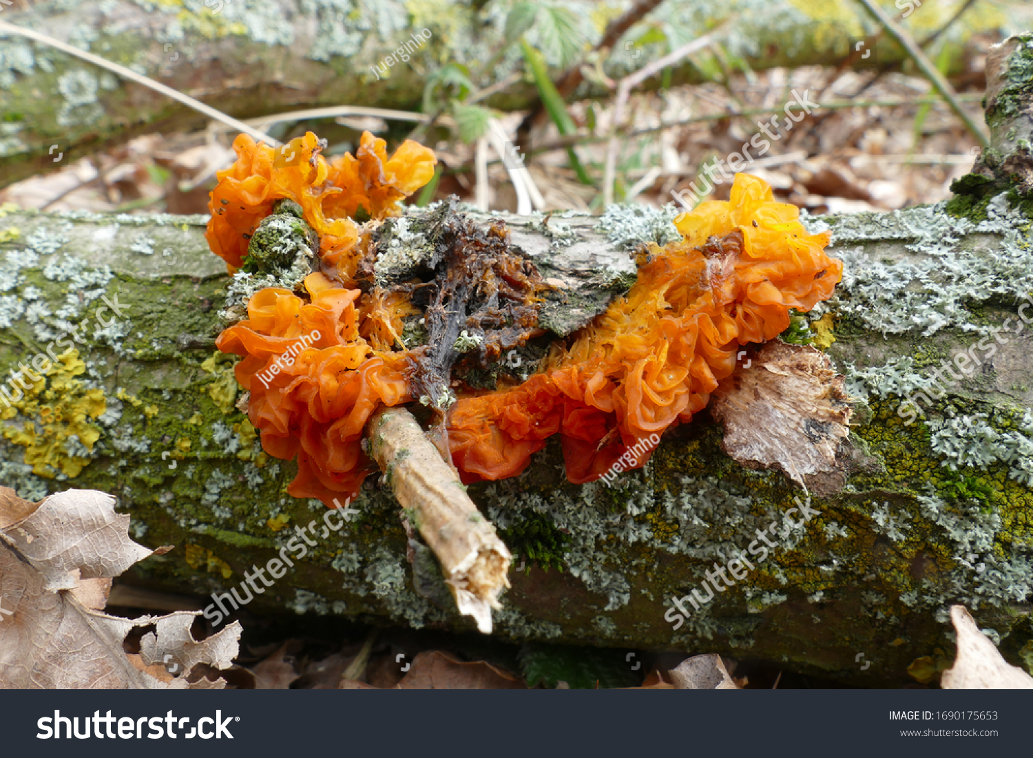 Yellow orange brain fungus Tremella mesenterica family Tremellaceae here between lichen growing on a rotten branch.