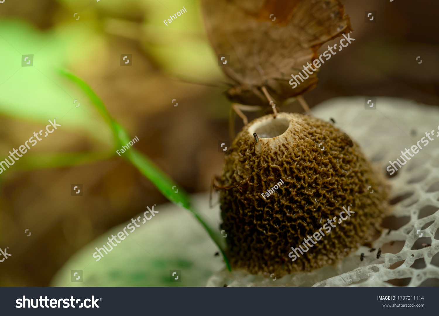Selective focus on bamboo mushroom (Dictyophora indusiata) in the forest. Closeup bamboo mushroom. Fly bug on stink cap of long net stinkhorn.