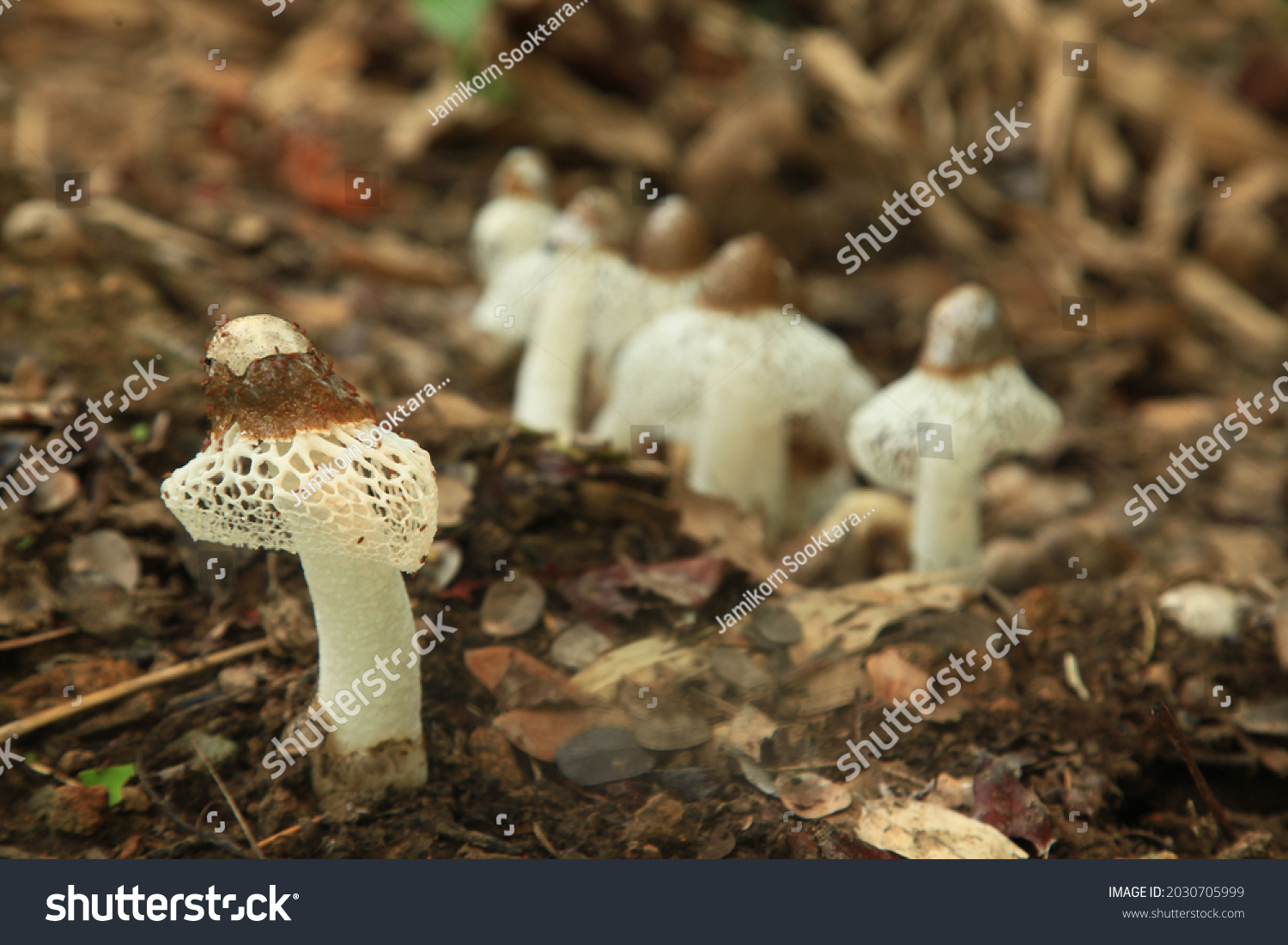 Phallus indusiatus commonly called the bamboo mushrooms bamboo pith long net stinkhorn crinoline stinkhorn or veiled lady.Tom yuea phai is a Thai soup made with this fungus.