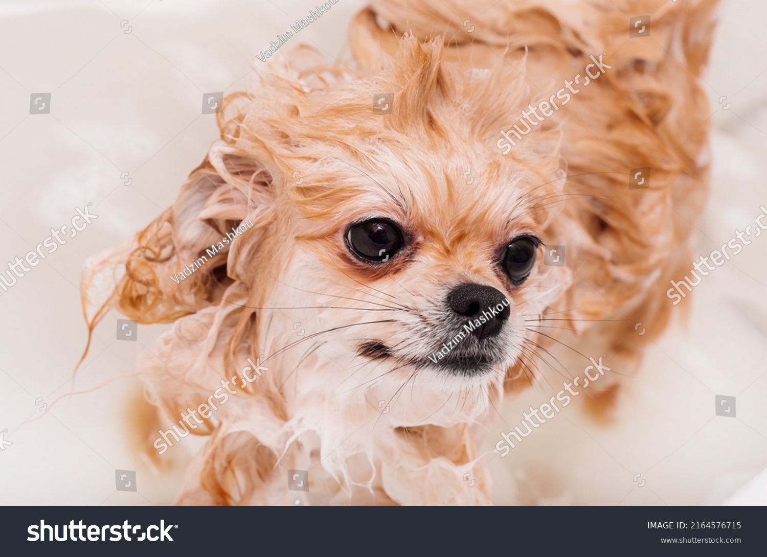 Pomeranian takes a shower and washes up. The spitz stands submissively under the pressure of the water. The dog is bathed