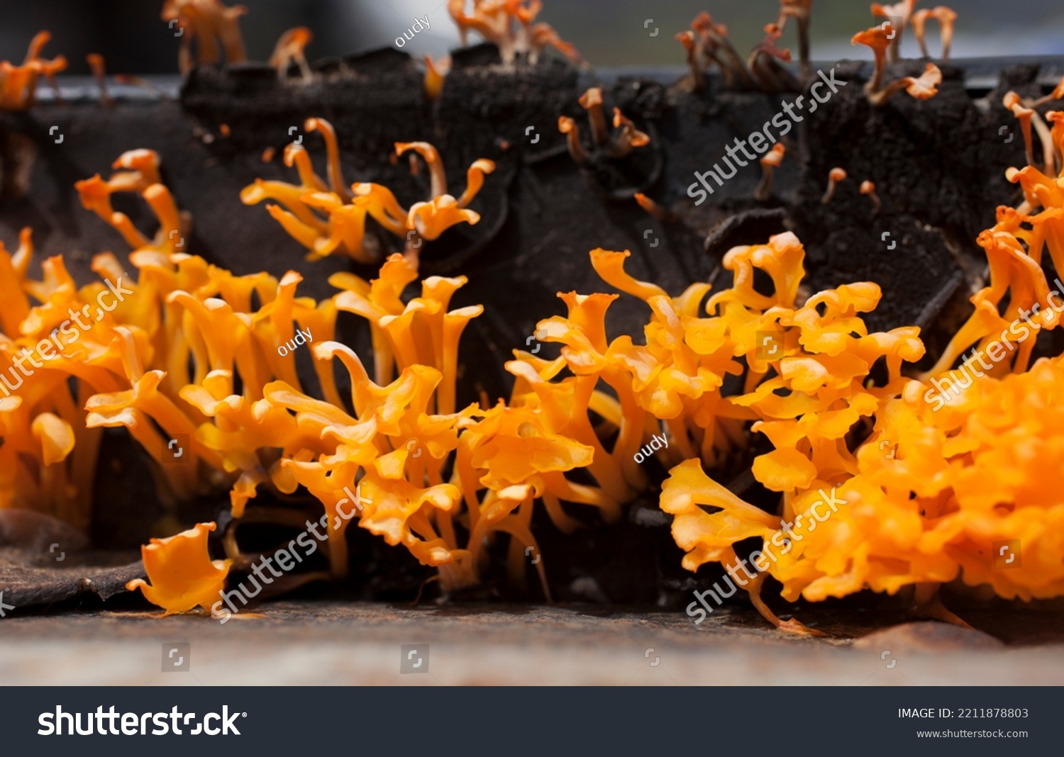 Close up of The Orangish Dacryopinax Spathularia Fungi or Yellow Fungi growing on dead wood.