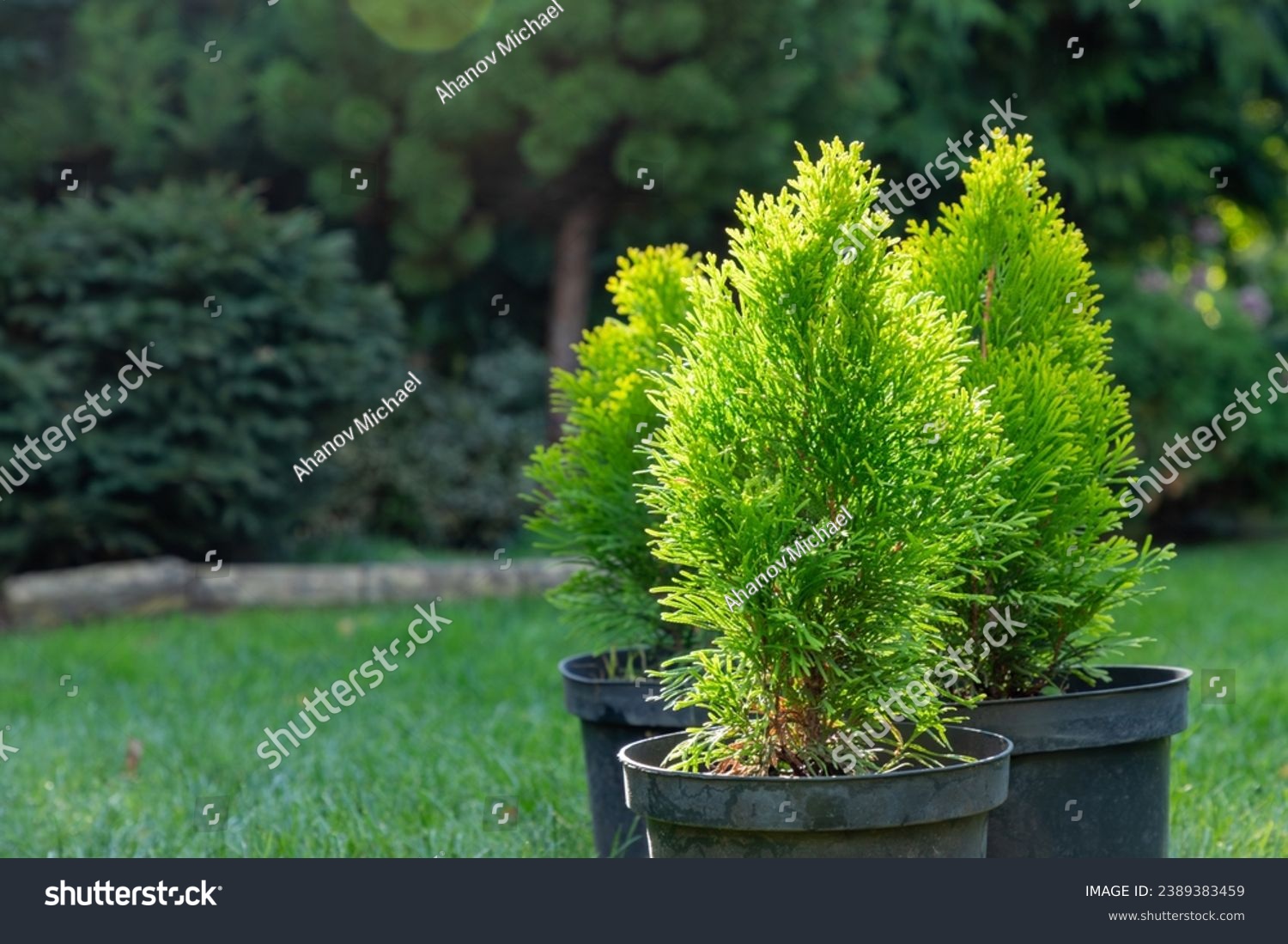 Group of thuja cypress seedling are in black plastic pot in the garden on a stump ready for planting. Gardening background photo with soft selective focus. Copy space. Close-up.