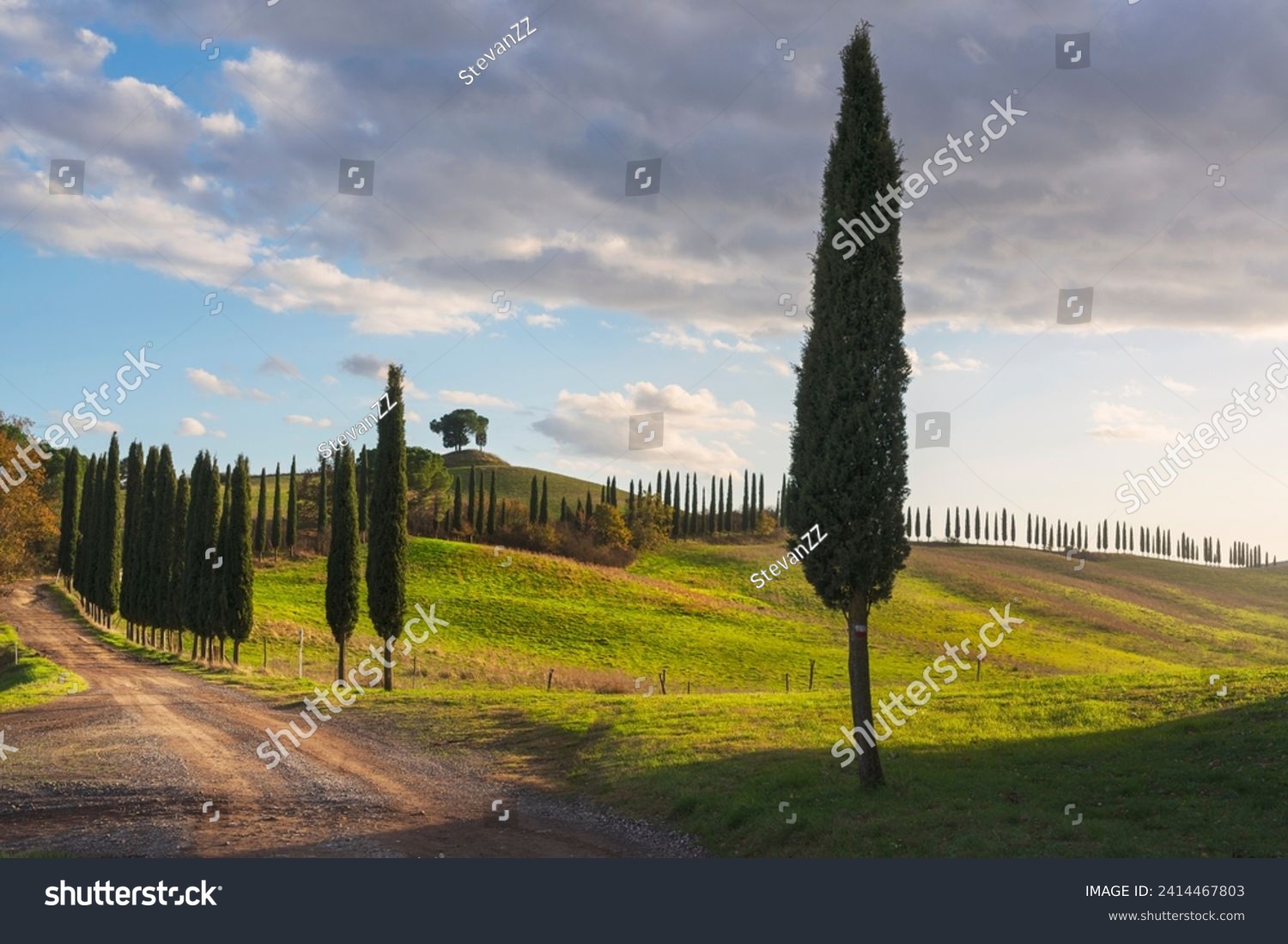 Cypresses and rural road on the hills of the Crete Senesi. Landscape in Lucignano d'Arbia Tuscany region. Italy