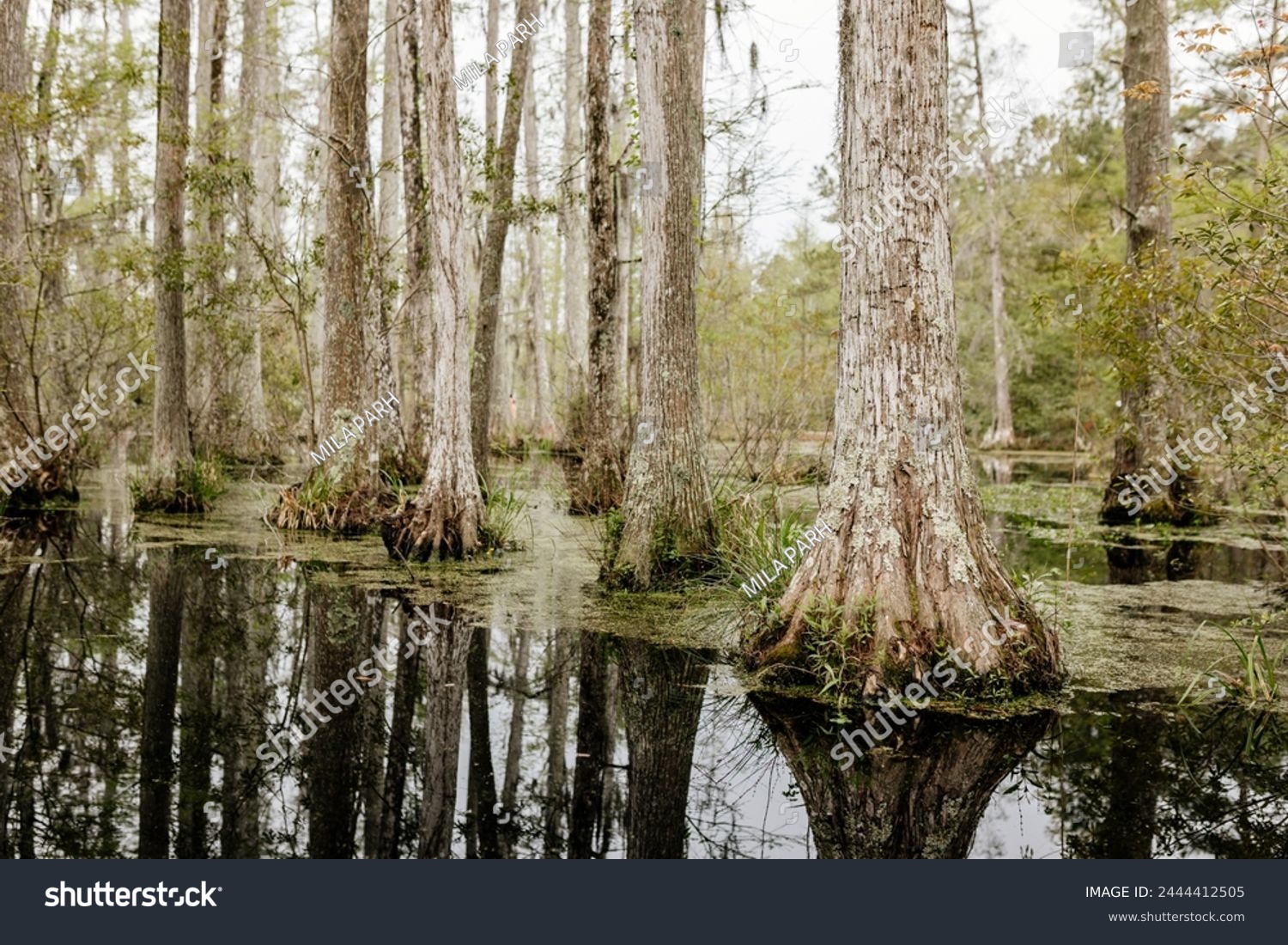 Beautiful landscape in a swamp with cypress trees with Spanish moss aerial roots and alligators. Cypress Garden Charleston South Carolina USA