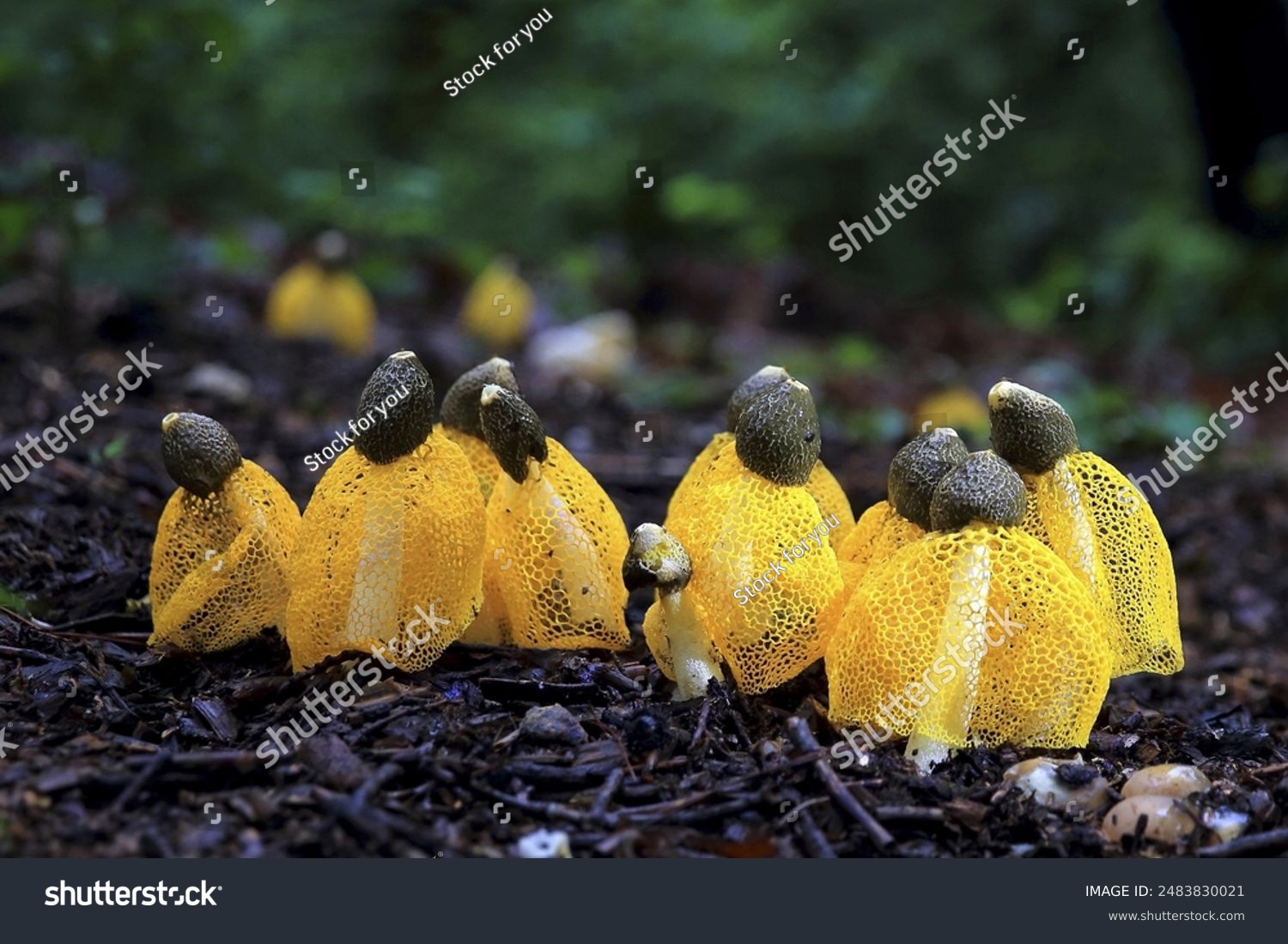 Close-up of yellow Phallus luteus on the ground with fallen leaves in the forest near Gimpo-si South Korea