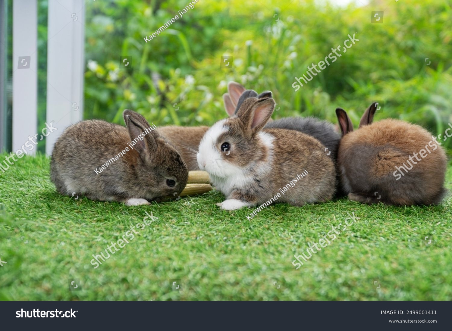 Adorable baby rabbit bunny eating fresh baby corn sitting on green grass over bokeh nature background. Infant rabbit brown white hare eat fresh grass on lawn on green. Easter bunny animal concept.