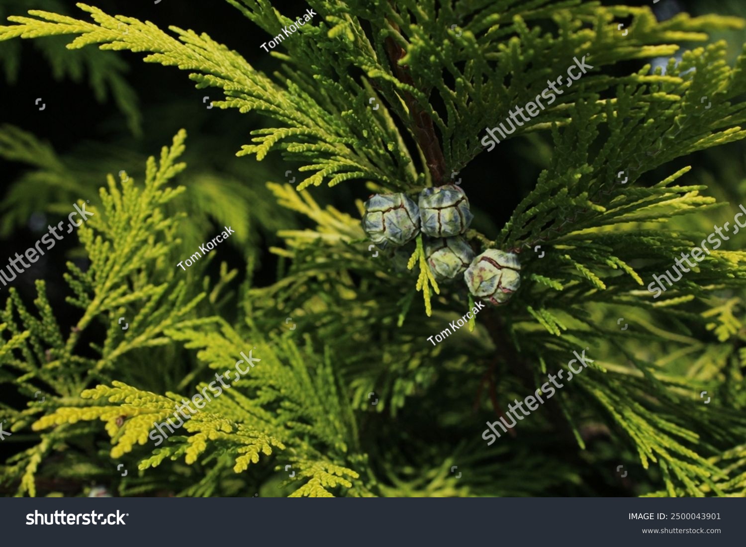 Chamaecyparis lawsoniana known as Port Orford cedar or Lawson cypress is conifer in genus Chamaecyparis family Cupressaceae. It is native to Oregon and northwestern California.