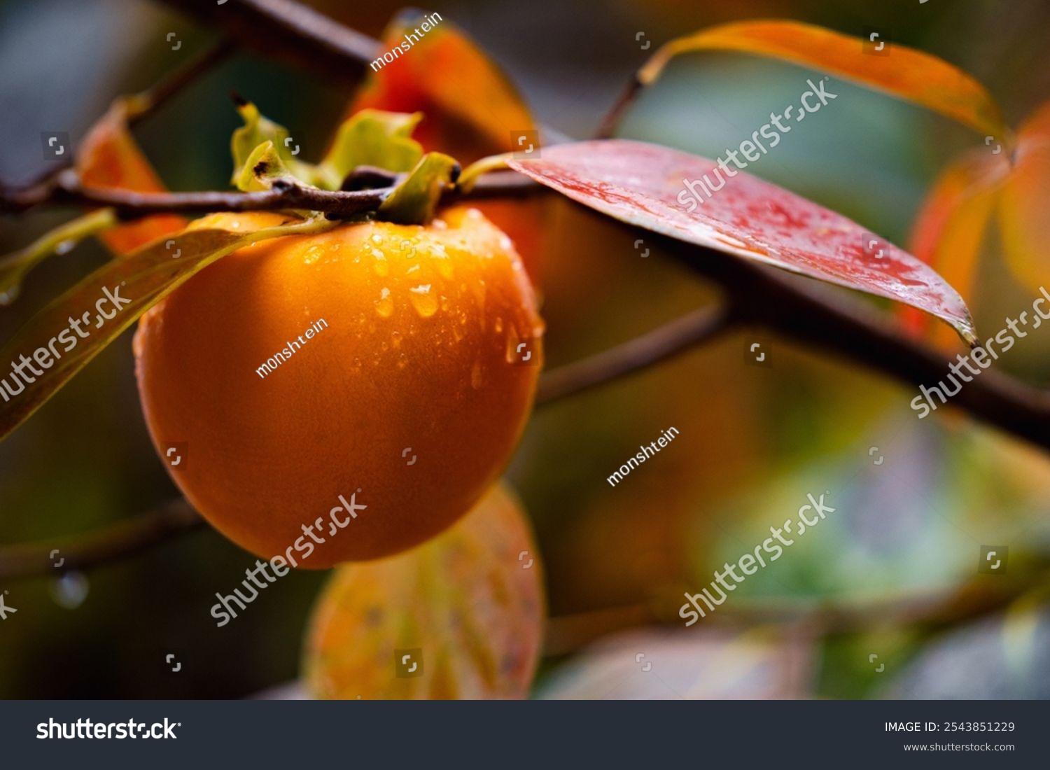 Ripe Persimmon fruit hanging on Persimmon branch tree in rainy autumn day organic fruits ripe persimmon in natural forest free space for text closeup