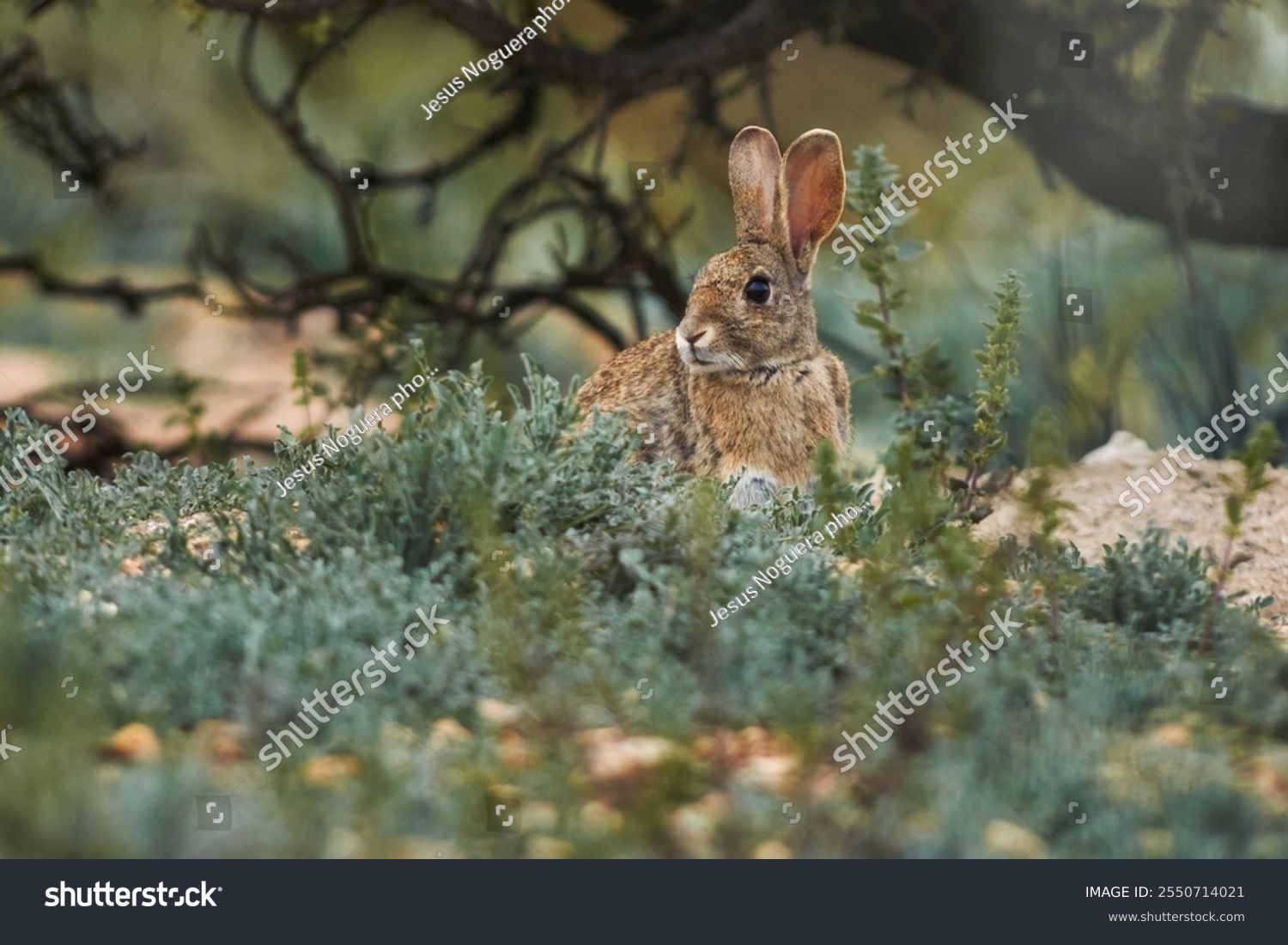 Wild rabbit (Oryctolagus cuniculus) in the dehesa attentive to a threat. Andalusia Spain