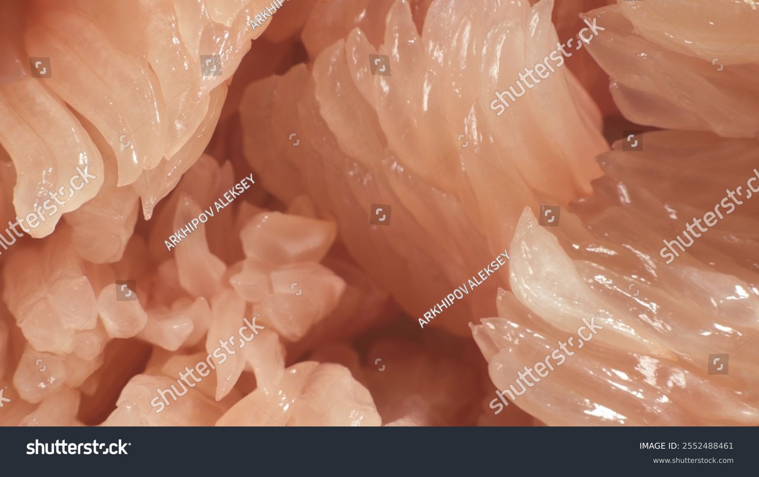 Red grapefruit pomelo pulp. Complex texture with juicy capsules. Macro shot. 