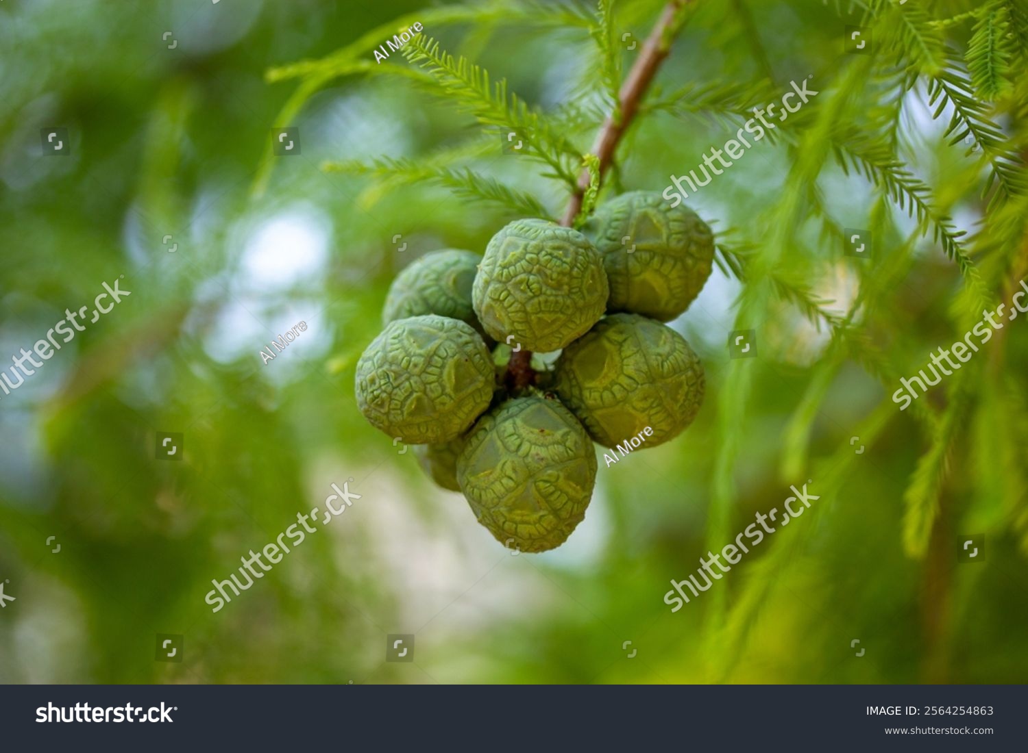 Bald Cypress cone close up. Taxodium distichum tree with fresh green foliage cones on branch on a natural blurred background. Spring or summer nature
