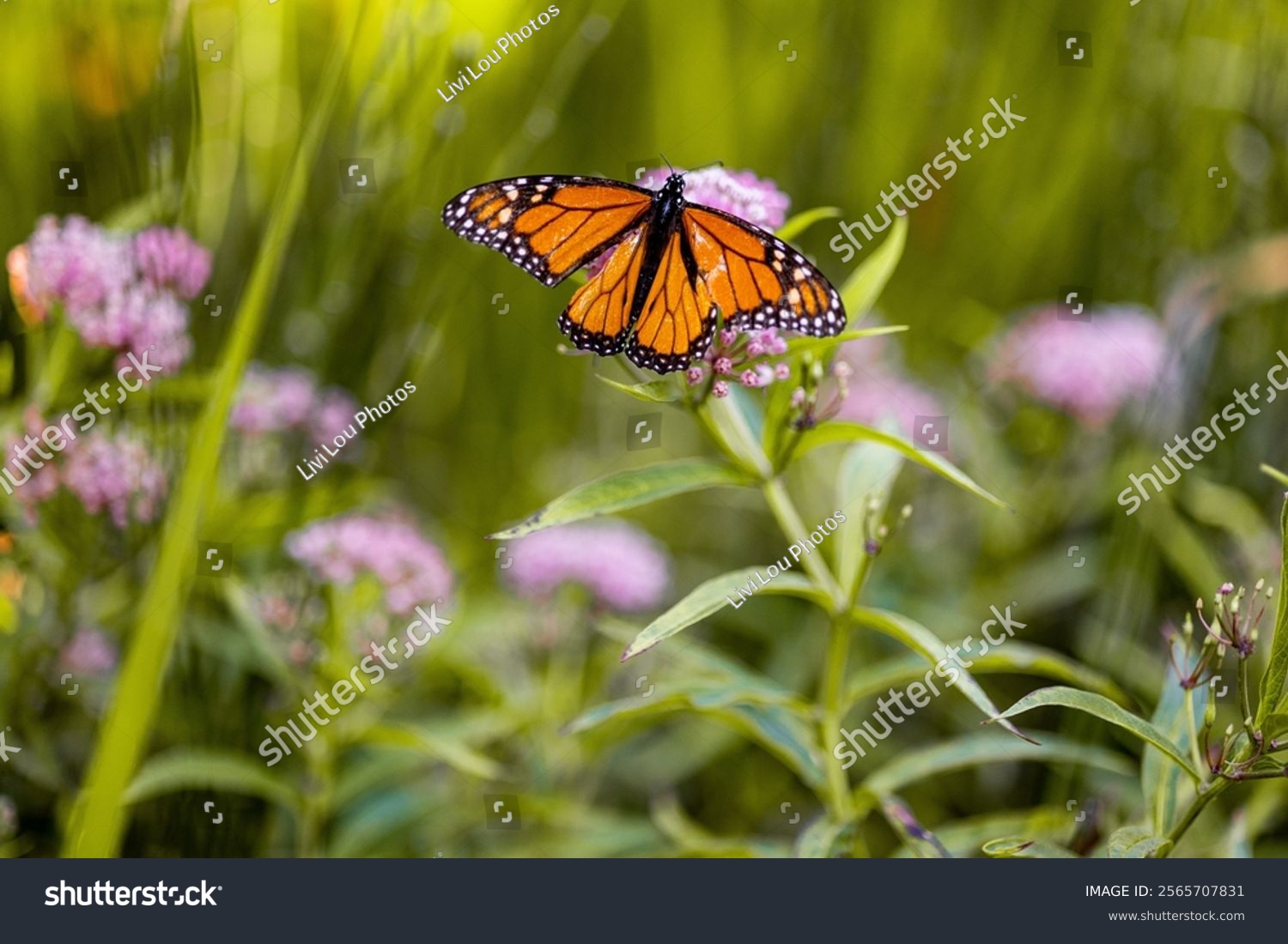 Experience the serene beauty of a monarch butterfly as it gracefully flutters among native spring flowers in a vibrant garden. This captivating image showcases the iconic monarch butterfly known for