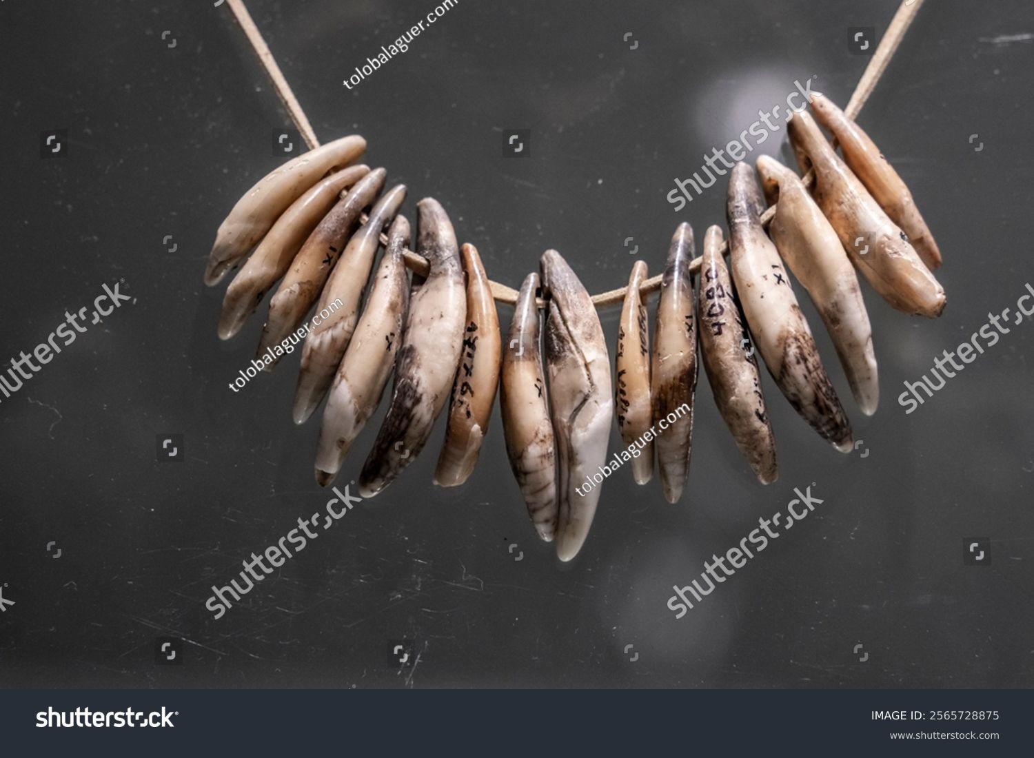 tooth necklace  Chalcolithic  fifth millennium BC  Bulgarian National Archaeological Museum  Sofia  Republic of Bulgaria  Europe