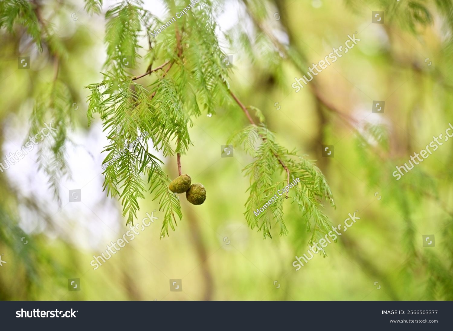 After the rain the Bald Cypress a native of southeastern U.S. wetlands showcases its delicate feathery leaves and winged seeds that symbolize adaptability and natural elegance.