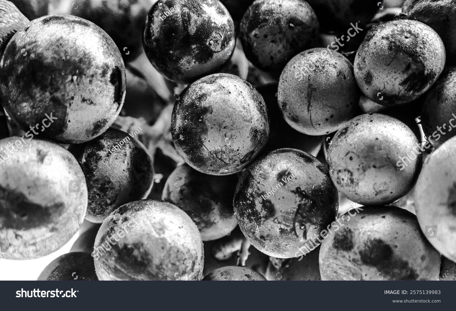 Merlot grapes close-up in black and white