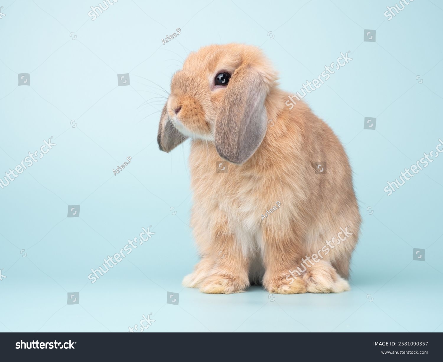 Cute baby holland lop rabbit sitting on green pastel background. Lovely action of young rabbit.