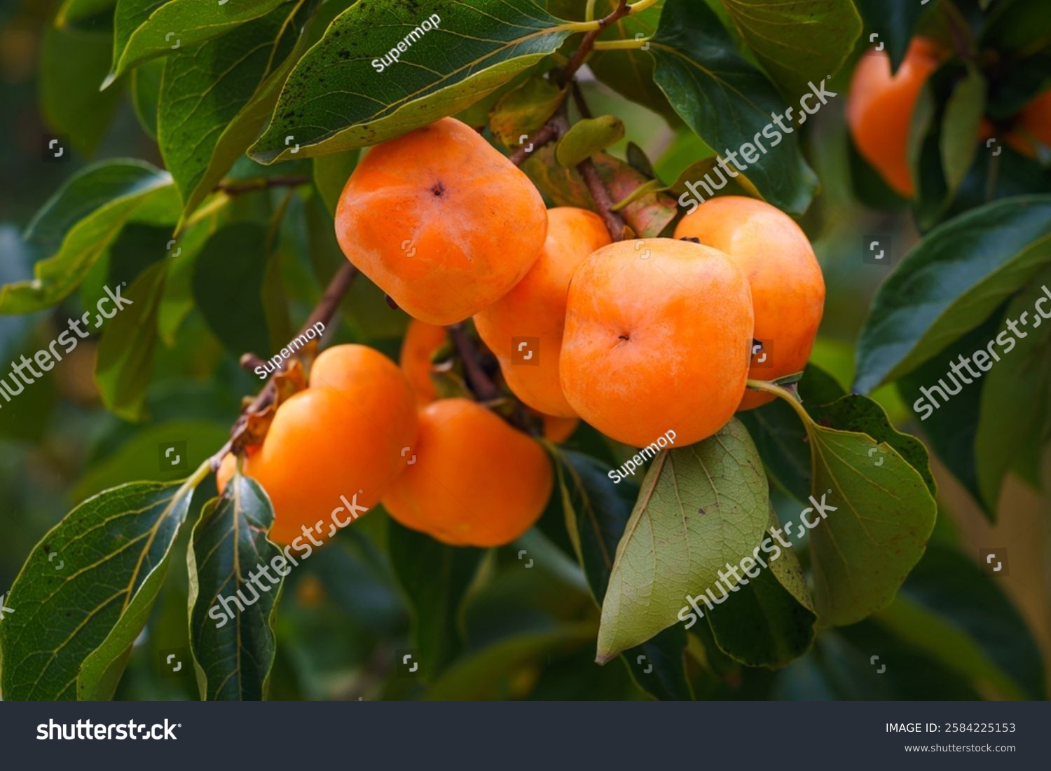 Persimmon tree fresh fruit that is ripened hanging on the branches in the plant garden is a juicy fruit and ripe fruit with persimmon trees lovely crisp juicy sweet hard crisp varieties.