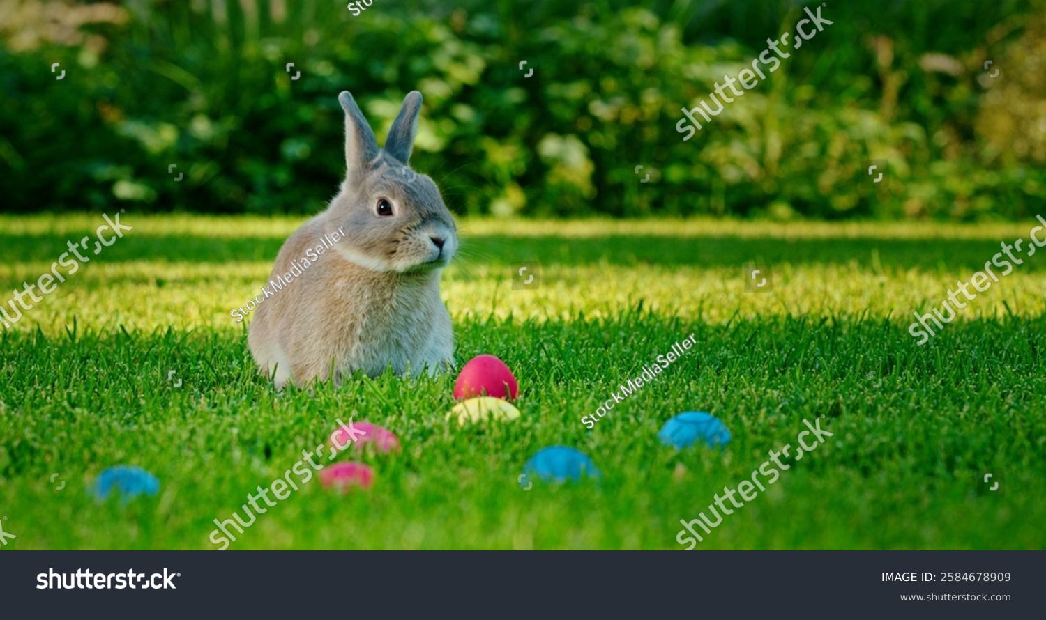 A gray rabbit sits on a lush green lawn surrounded by colorful Easter eggs. The bright sunlight enhances the festive atmosphere making it a perfect springtime scene. High quality photo