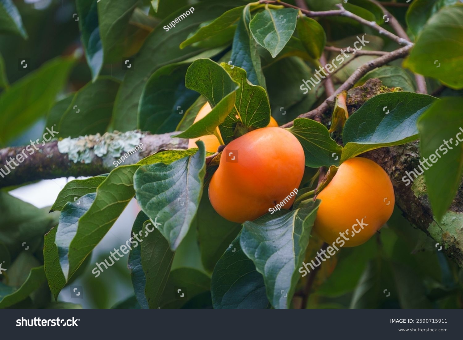 Persimmon tree fresh fruit that is ripened hanging on the branches in the plant garden is a juicy fruit and ripe fruit with persimmon trees lovely crisp juicy sweet hard crisp varieties.
