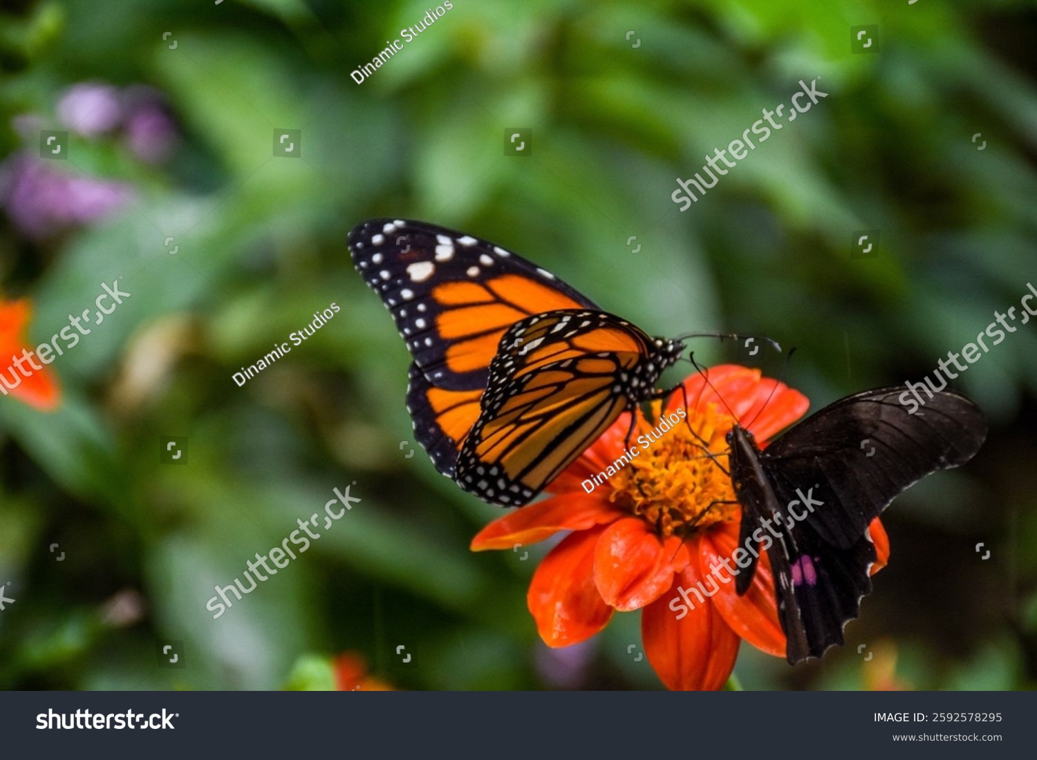 Beautiful butterflies of different species and owl eye from the butterfly farm in Medellin Colombia