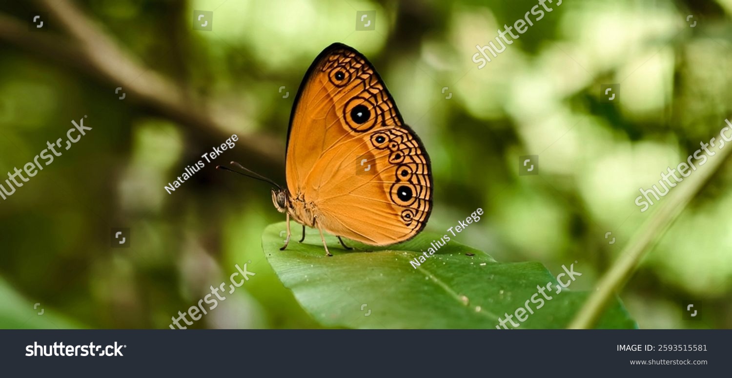 Mycalesis a Yellow bush butterfly is a genus of brush-footed butterflies. It is commonly found in warm regions from Central Asia Australia and Papua