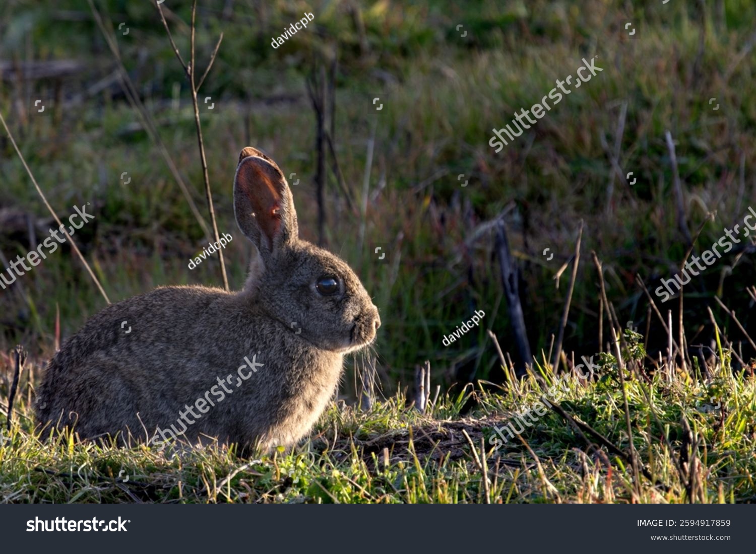 Photograph of a rabbit in profile at sunset with warm and soft lighting that highlights its silhouette. The image captures a peaceful moment in nature with a blurred background adding depth and a se