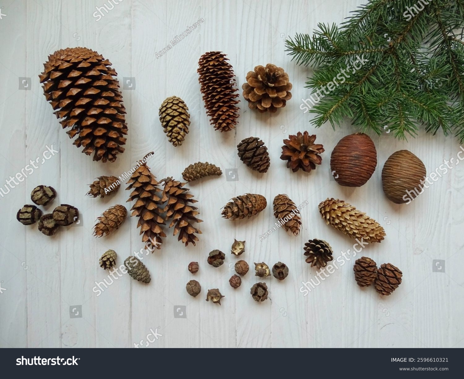 Different types of pine cones - Cedar Cypress Pine Maritime pine Douglas Fir Sequoia Spruce White pine