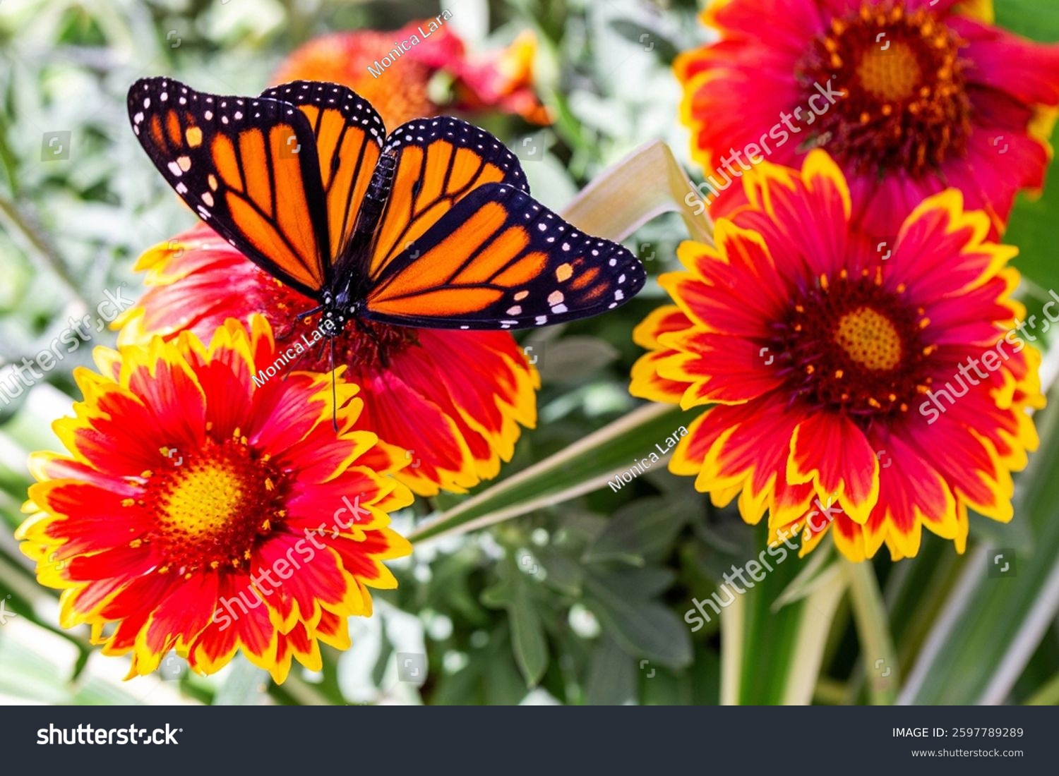 Colorful milkweed butterfly feeding on nectar from garden blanket flower with fiery orange red yellow blossoms. Danaus plexippus on Gaillardia