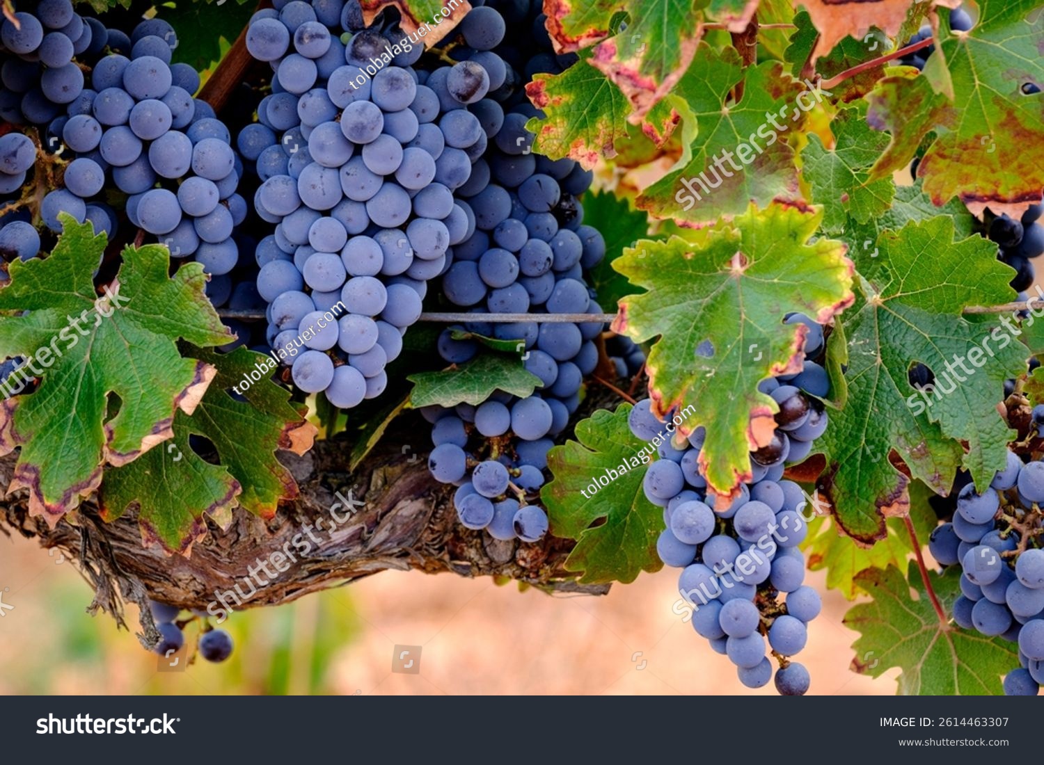 Merlot grape  Son Bordils vineyard  Inca  Mallorca  Balearic Islands  Spain  Europe