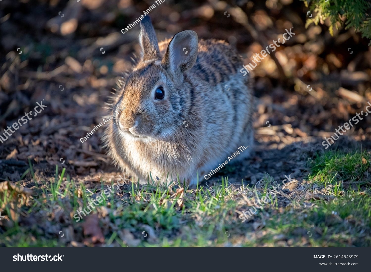 Wild bunny rabbit outdoors yard garden. Brown beige tan white fur camouflage camouflaged hidden hard to see spot. Grass. Dappled sunlight. Early spring springtime April. Big ears bright eyes. Adorable