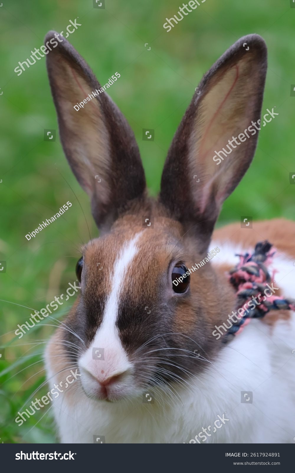 Close up picture of A white - brown mix colour sitting rabbit in grass at daylight outdoor - udaipur rajasthan india april
