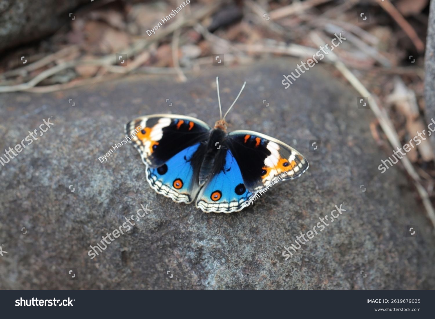 Blue pansy butterfly (Junonia orithya) resting on a rock showcasing its vivid blue and orange wing patterns in a natural setting.