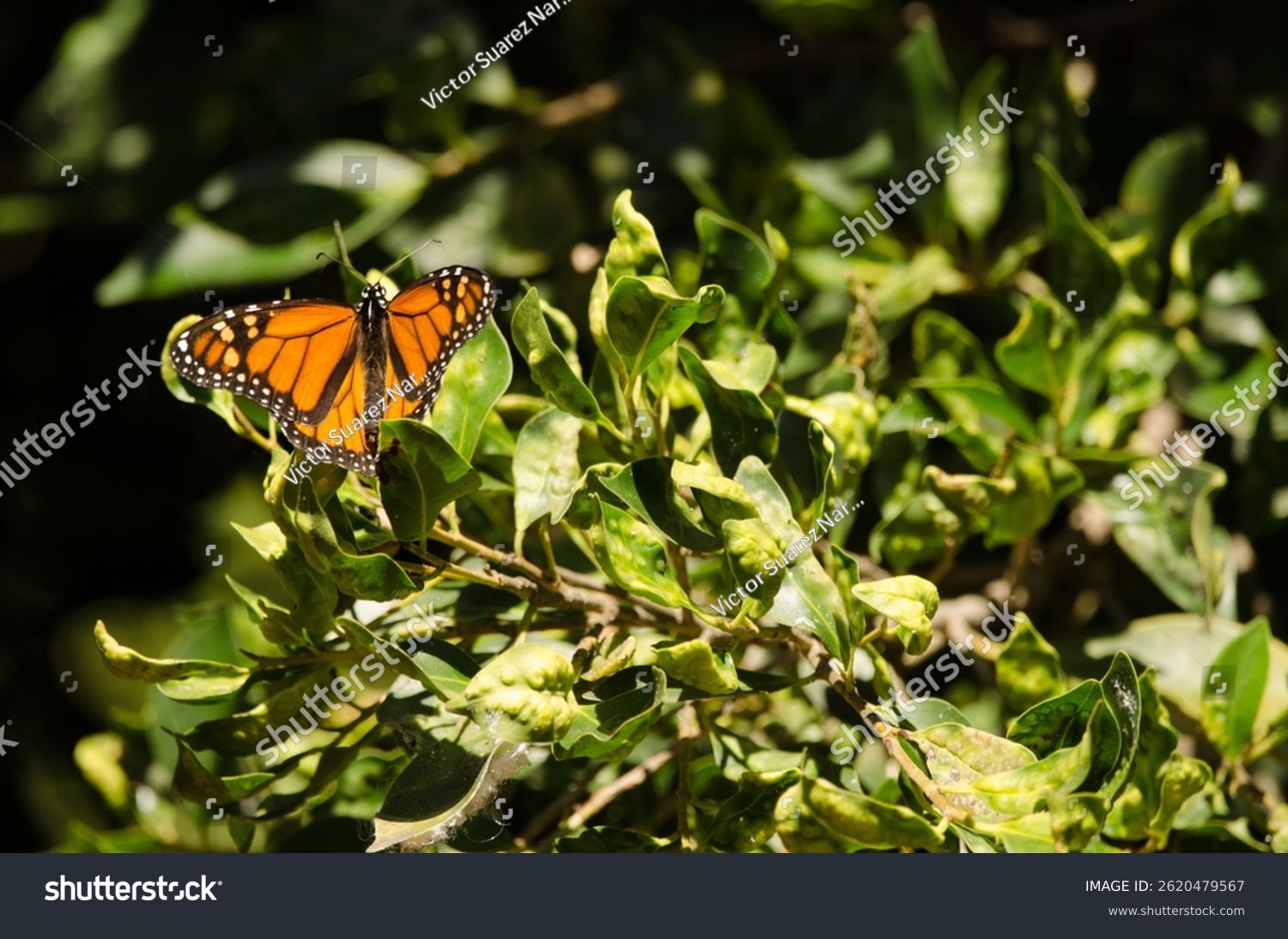 Monarch butterfly Danaus plexippus. Las Palmas de Gran Canaria. Gran Canaria. Canary Islands. Spain.