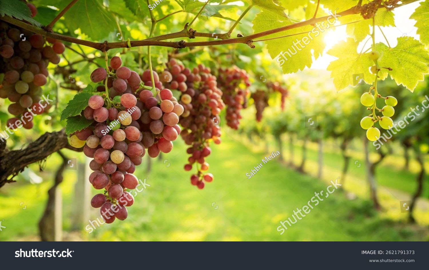 Fresh Red Grapes on tree in garden in natural Sunny day background Grapes hanging from a trees branch in Natural view