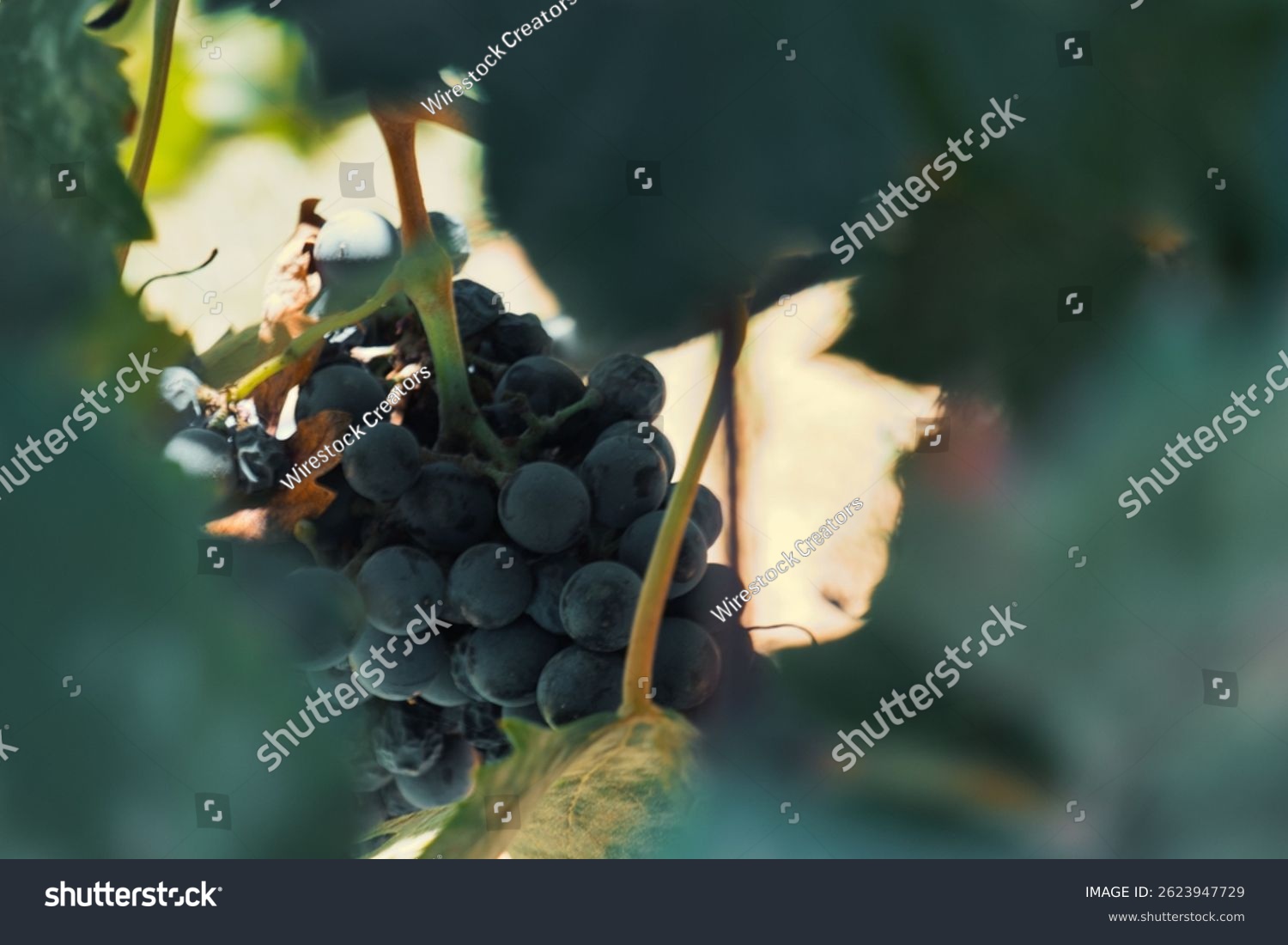 A selective focus shot of a black grape growing in a garden