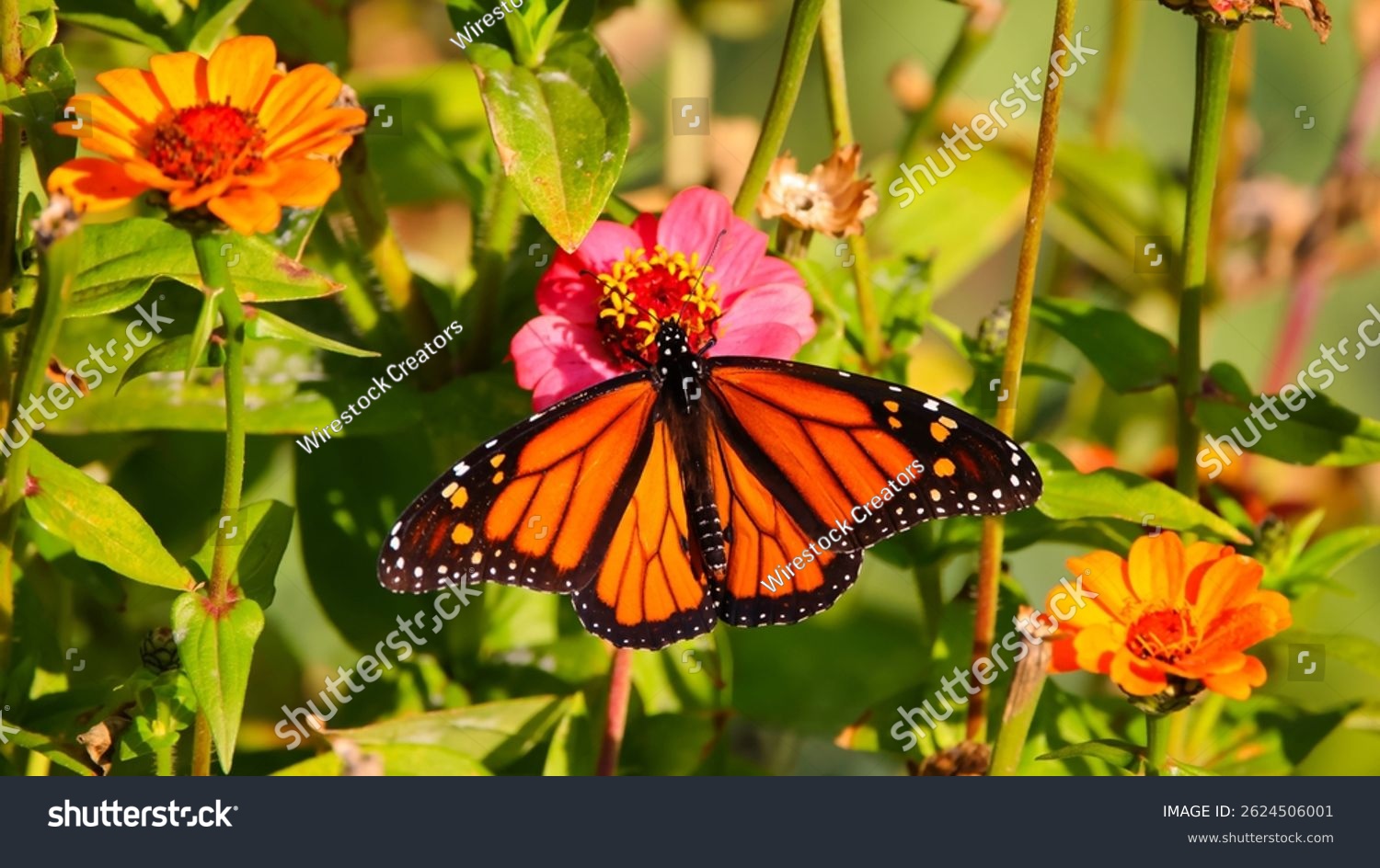 A closeup of a black and orange monarch butterfly on the sunlit zinnia flowers blurred background