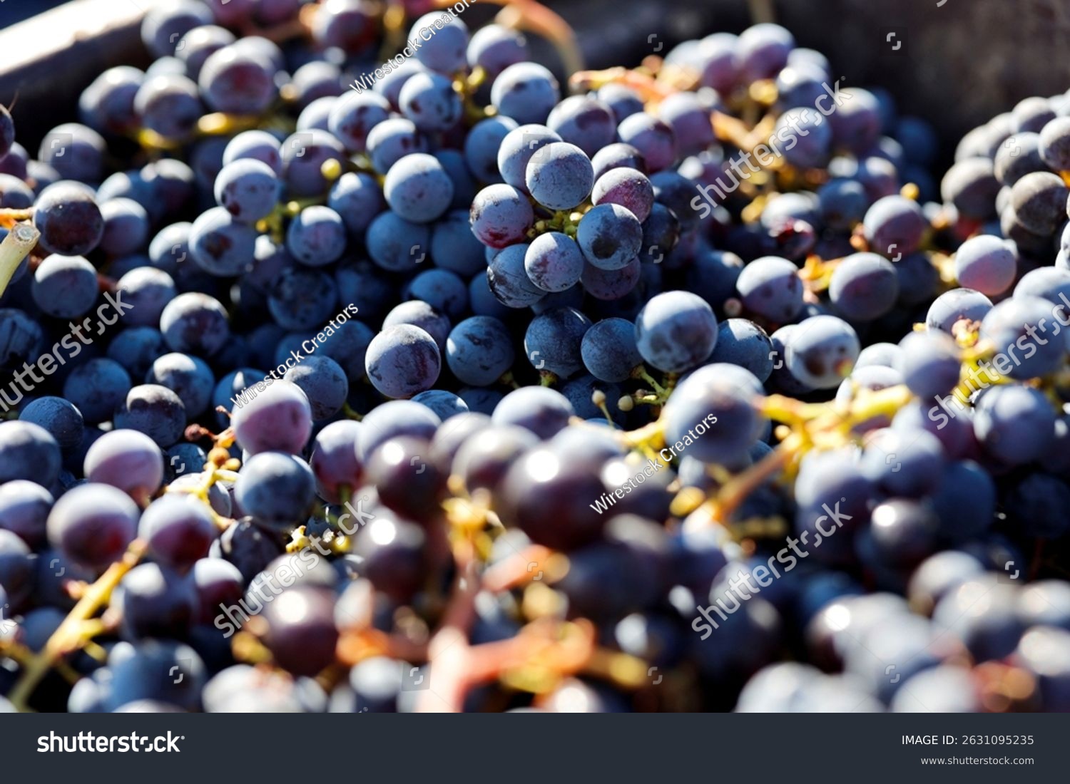 A close up shot of Merlot grapes in the sunlight
