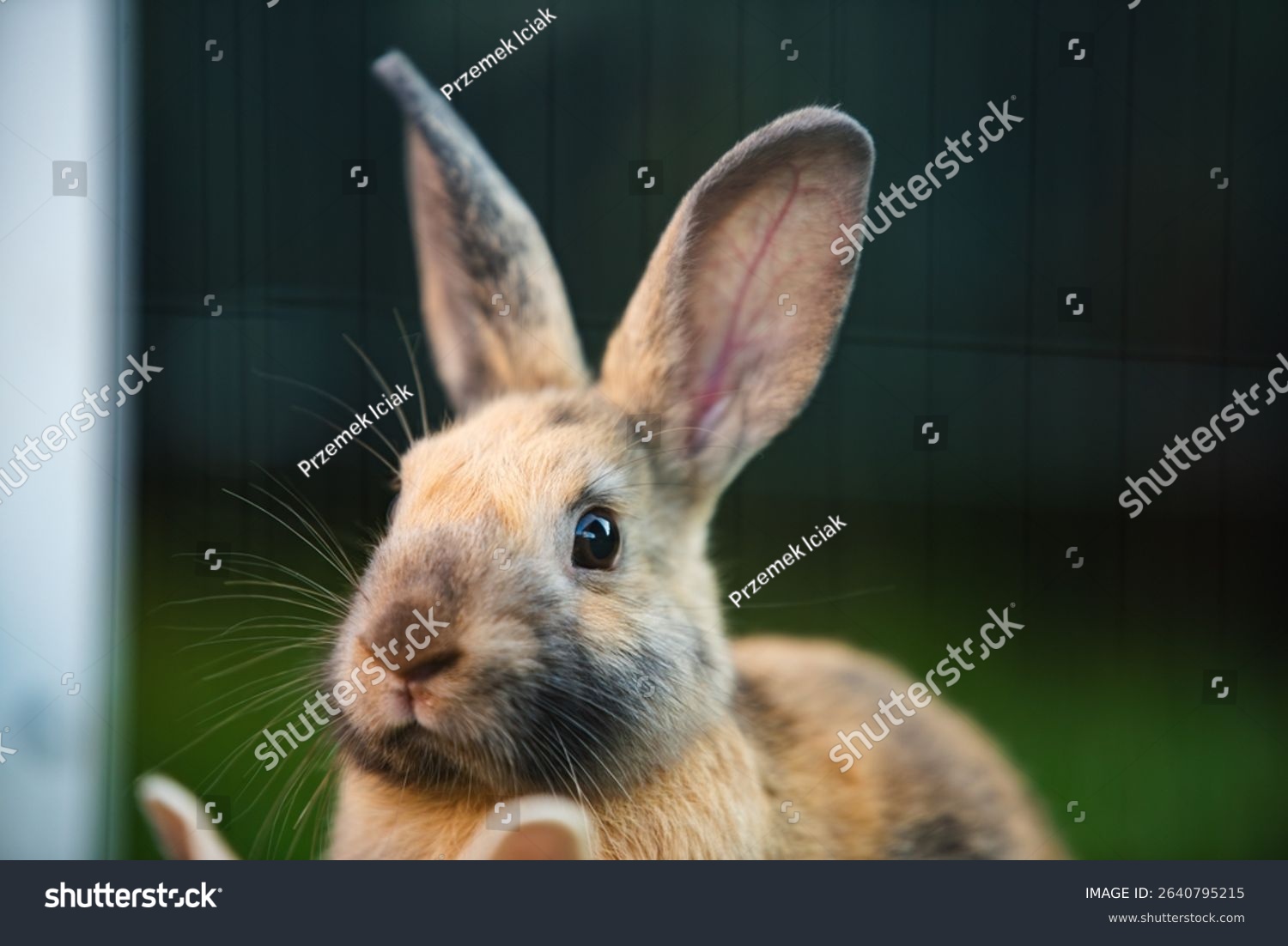 A charming closeup of a lovely rabbit highlighting its expressive features in a vibrant natural setting