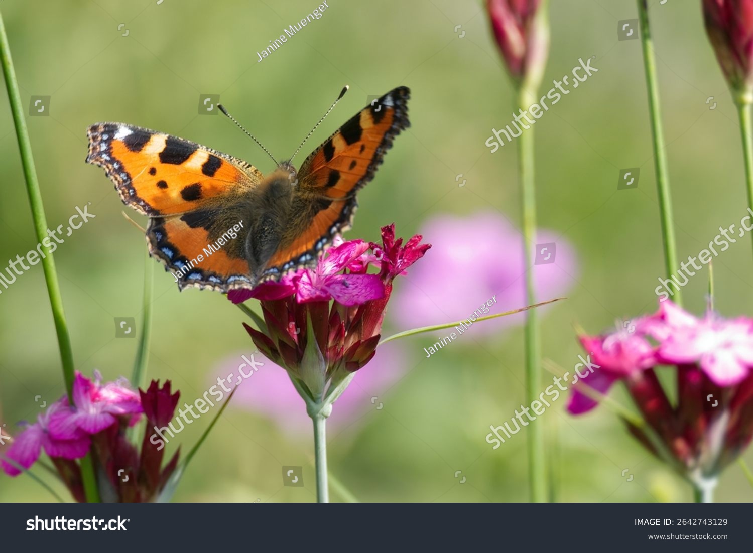 Small tortoiseshell butterfly (Aglais urticae) sitting on a pink flower in Zurich Switzerland