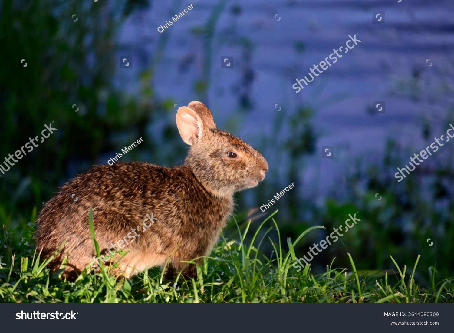 A wildlife photograph of a Sylvilagus Palustris rabbit. The common name of this wild animal is Marsh Rabbit. It is a close relative of the Sylvilagus floridanus or common Cottontail Rabbit.