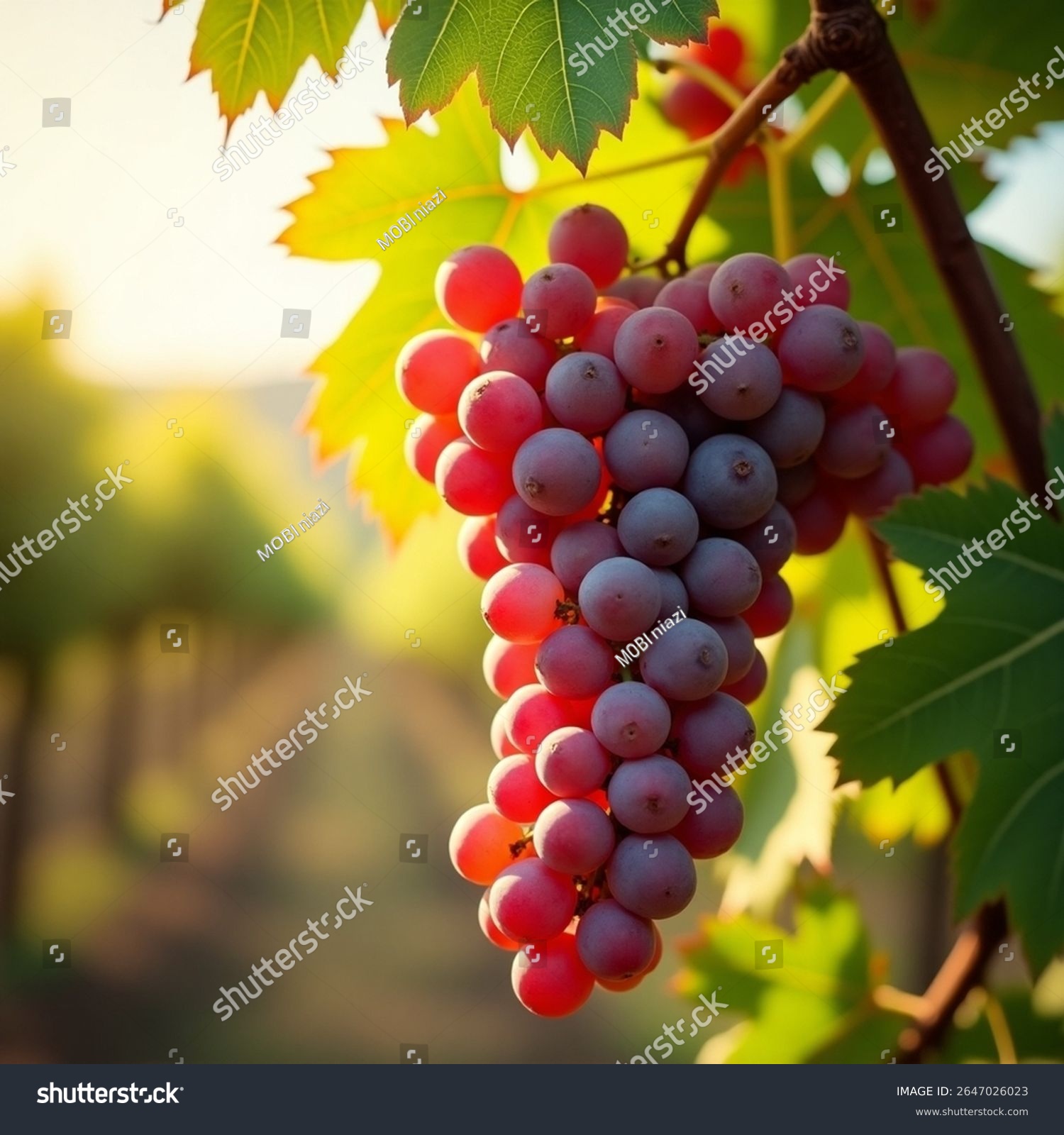 A close-up view of a ripe cluster of red or purple grapes hanging from a vine. The grapes are plump round and vibrant with a soft natural gradient from reddish-pink to deep purple. The surrounding