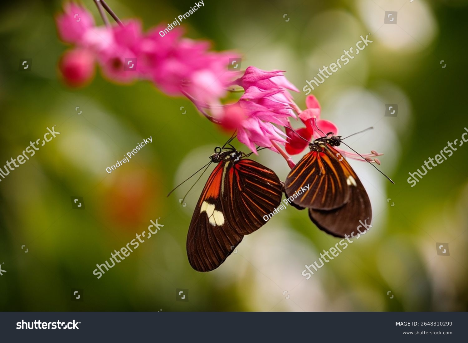 Butterfly pair mating on the pin flower bloom in the nature forest habitat. Heliconius melpomene the postman butterfly from Brazil. Black and orange butterfly on green leaves in the tropic forest.
