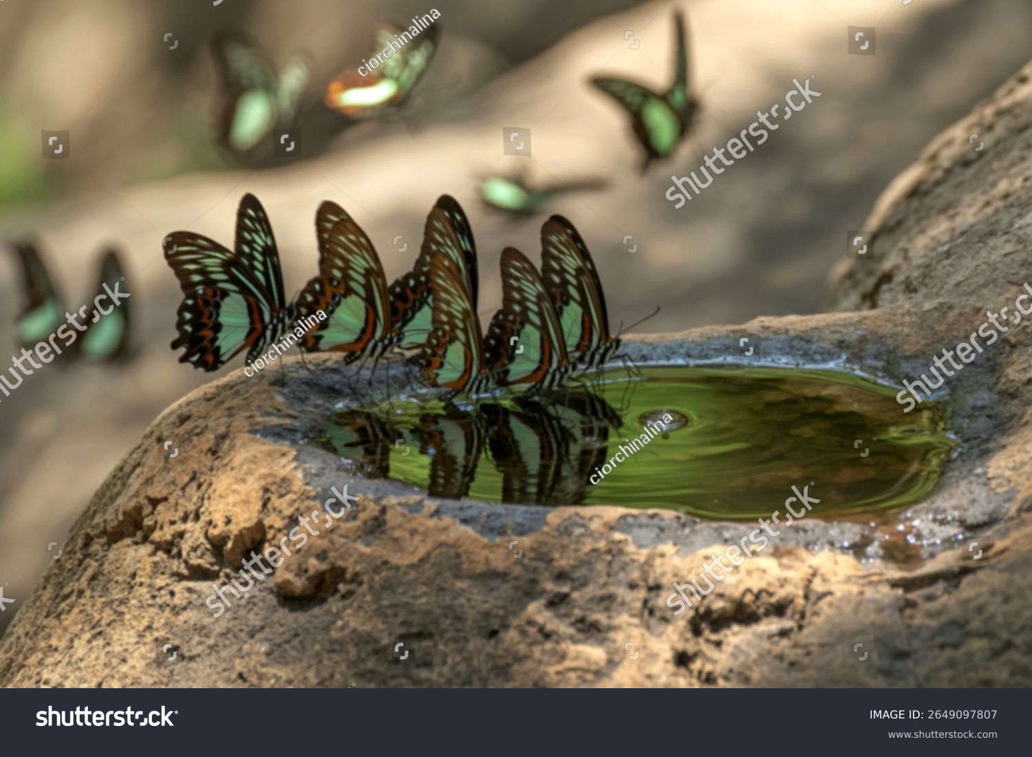 Four large striking butterflies with green and brown wings are gathered at a shallow birdbath carved into a rock drinking water. Other butterflies are visible in the background.