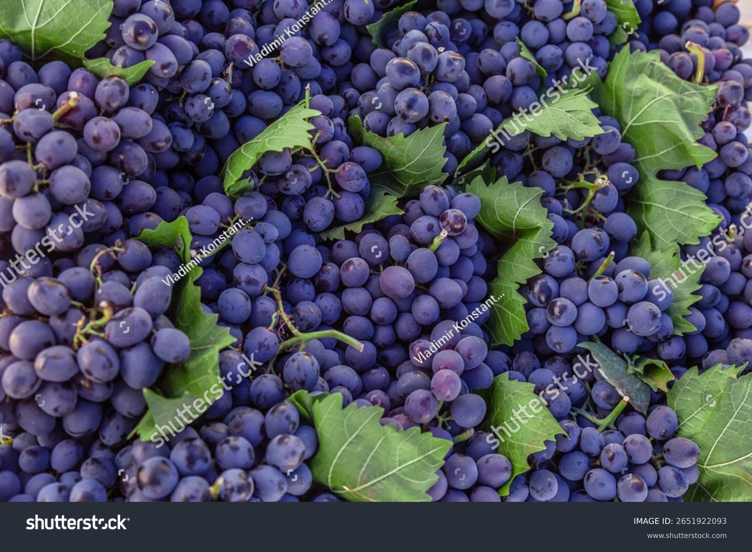 Crisp and refreshing black grapes Ideal for making wine or as a juicy snack High quality image ideal for use in marketing materials