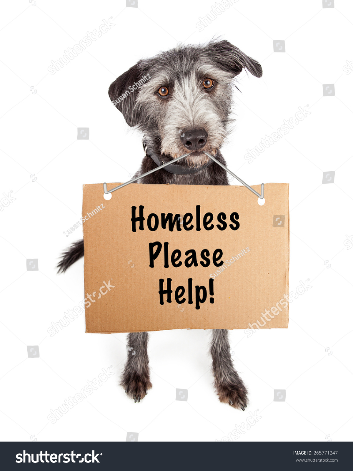A cute scruffy terrier crossbreed shelter dog carrying a cardboard sign with the words Homeless Please Help.