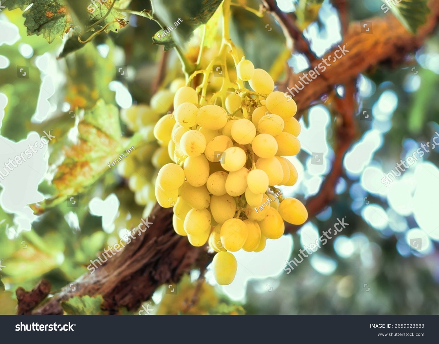 Yellow-white grapes grown in the garden without the use of chemicals 100% natural grapes hanging on the bushes until autumn